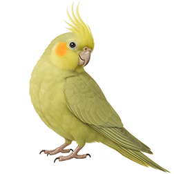 Olive Cockatiel